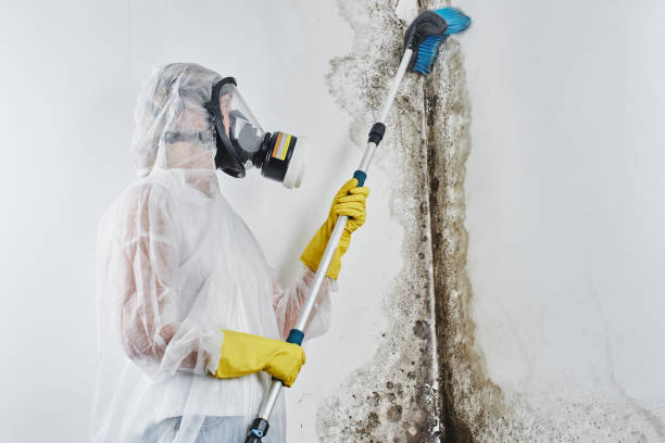 Why You Should Choose Our Mold Remediation Services in Mount Vernon, GA